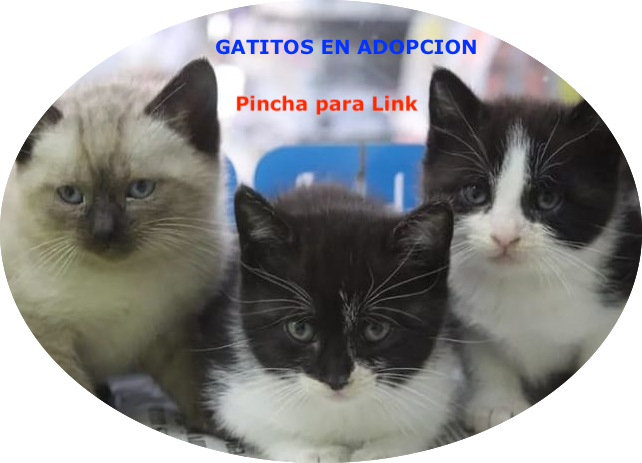 Accede a Gatitos Disponibles en Adopcin