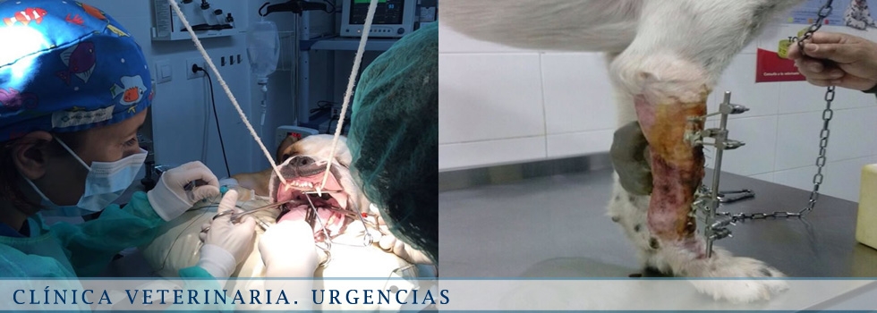 CLINICA VETERINARIA